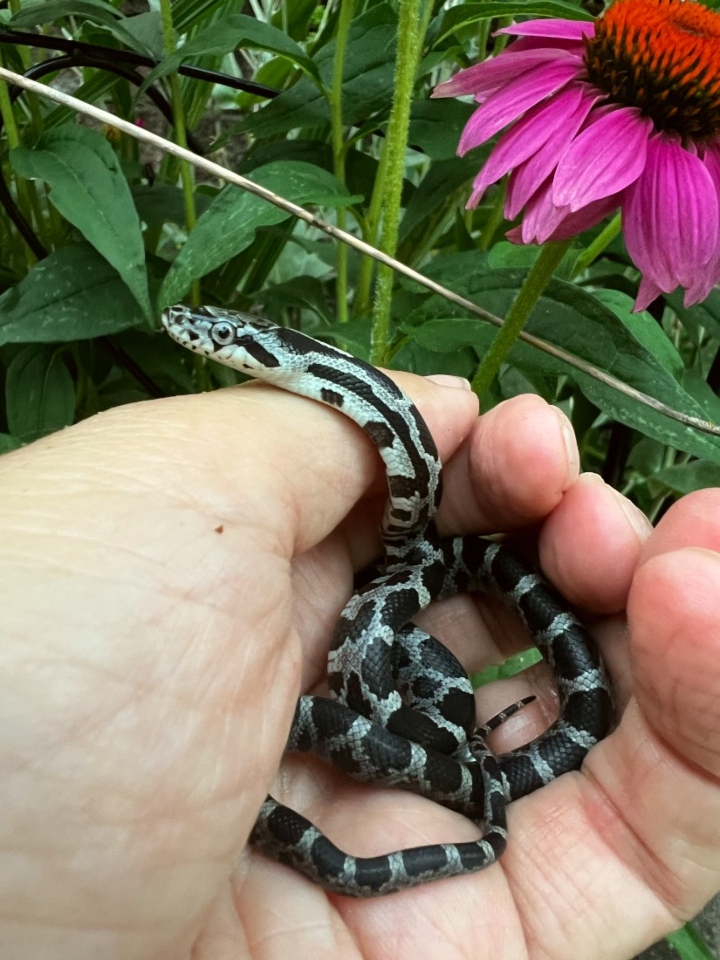 Black Rat Snake